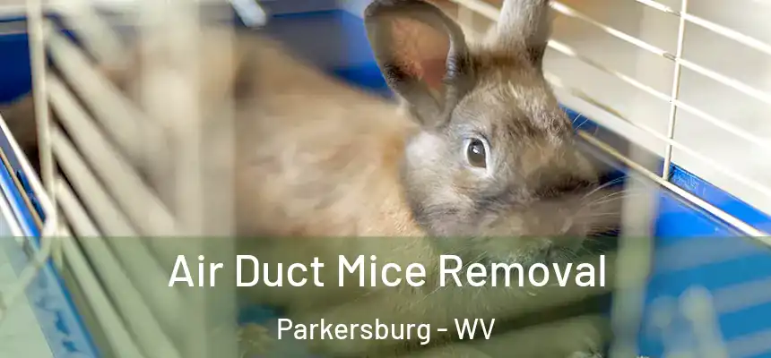 Air Duct Mice Removal Parkersburg - WV
